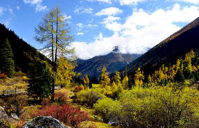 四川省林業(yè)廳領(lǐng)導到達古冰山考察調(diào)研